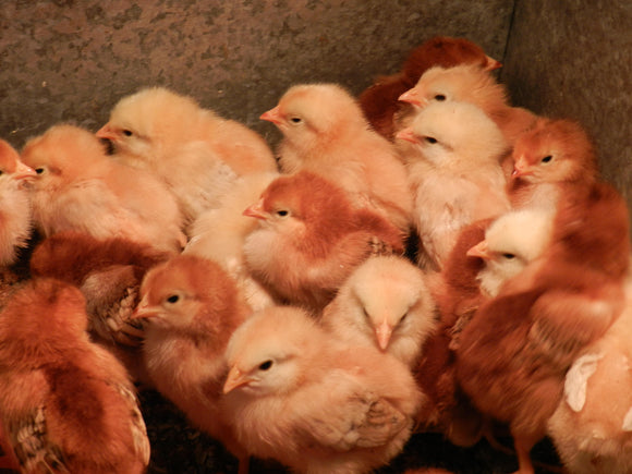 5 Ways to Protect Chickens this Winter