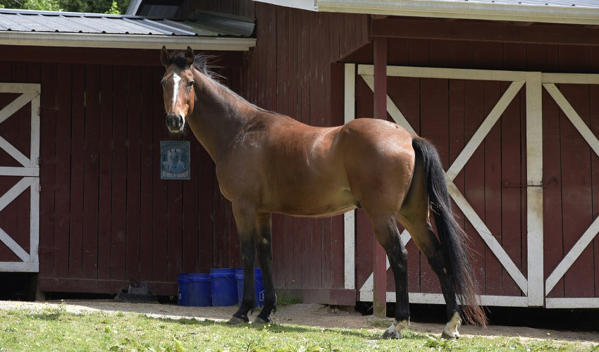 Grooming Tips How to Shed Out Your Horse's Winter Coat