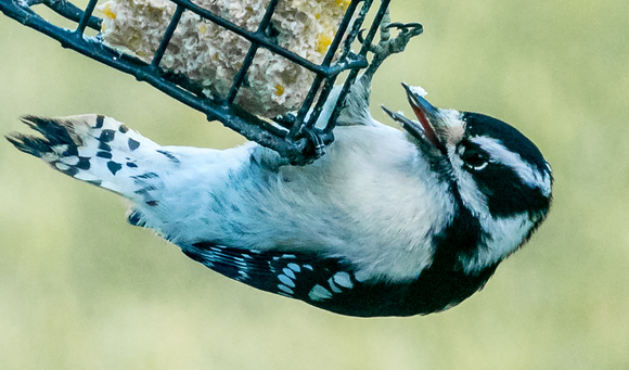 Bird Feeding Tips for Fall