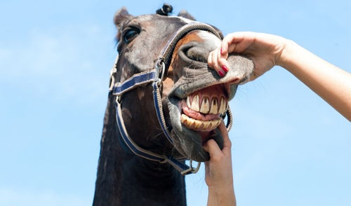Horse Dental Care