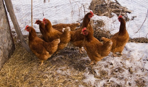Winter Poultry Care Tips