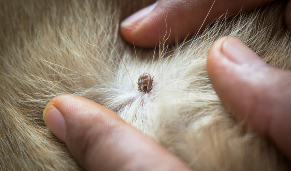 How to Remove a Tick From Your Pet Safely and Easily