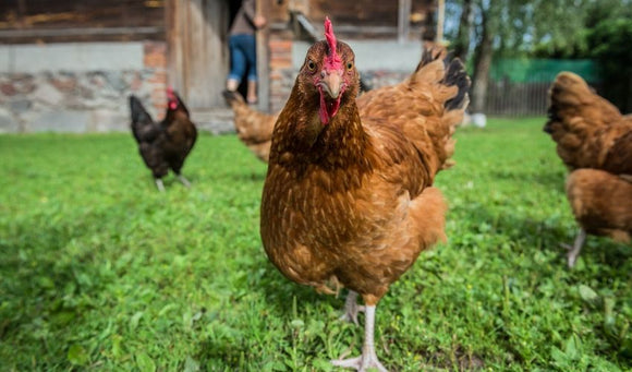 Pecking Order in Chicks