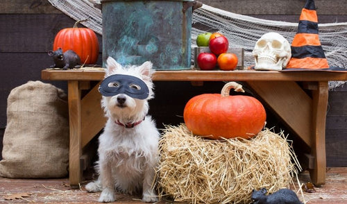 Halloween Pet Dangers