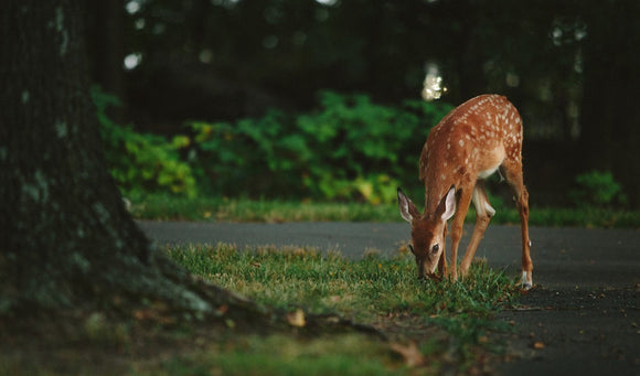 Protecting Your Landscape from Deer
