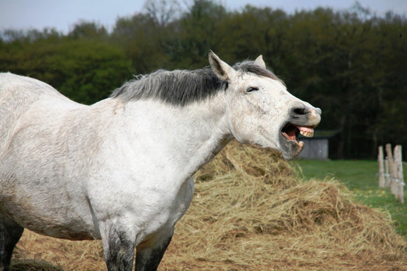 Overcome Your Horse's Picky Eating