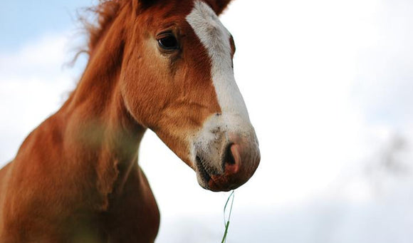 How Often Should I Deworm My Horses?