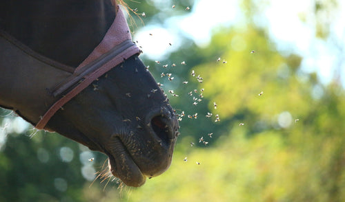 How to Control Flies on the Farm