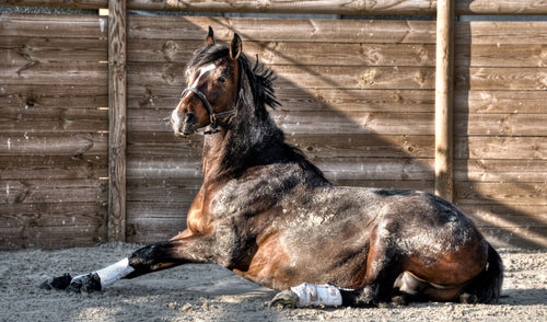 Cooling Down Your Horse When It’s Hot Outside