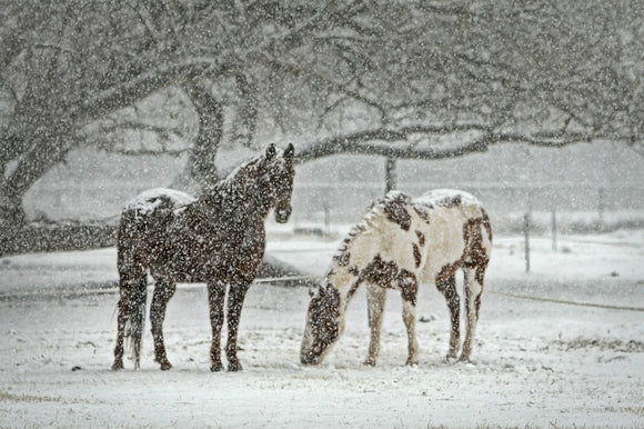 Keep Your Horse Safe this Winter