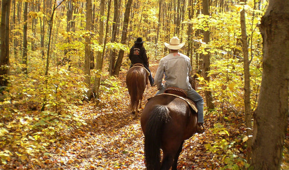 What You Should Know For Getting Your Horse Shod for Fall/Winter