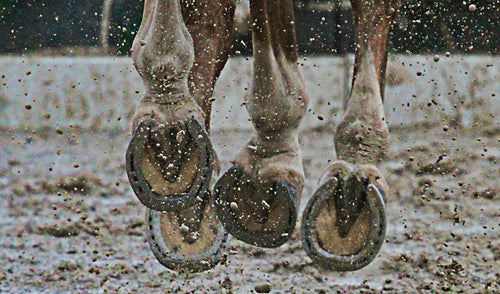 Caring for Your Horse's Hooves in Wet Conditions