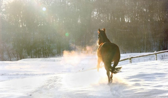 Winter May Mean Increased Respiratory Problems for Horses