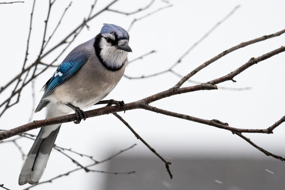 Winter Birds to Watch for and How to Attract Them
