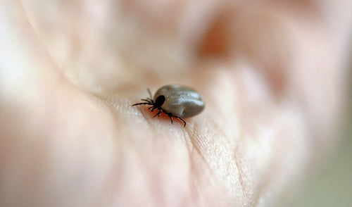 Lyme Disease Information